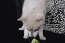 레몬 핥은 멍멍이