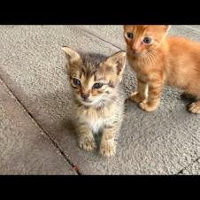 Very timid, homeless kittens never stray far from each other