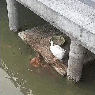 인정 많은 오리