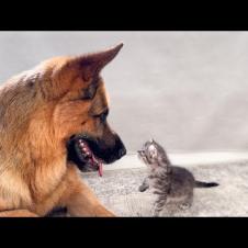 Tiny Kittens Love to Play with German Shepherd