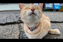 雨が止んだので島内を散歩すると軽トラの下で雨宿りしていた猫がモフられに出てきた