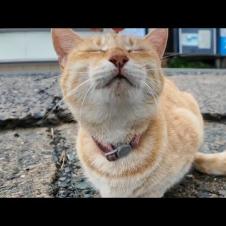 雨が止んだので島内を散歩すると軽トラの下で雨宿りしていた猫がモフられに出てきた