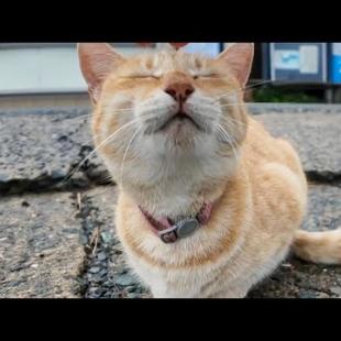 雨が止んだので島内を散歩すると軽トラの下で雨宿りしていた猫がモフられに出てきた