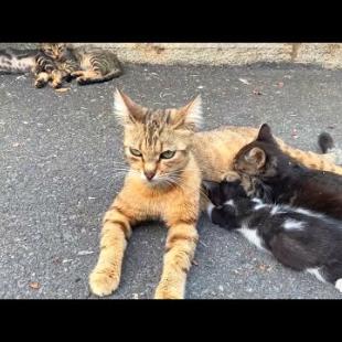 Homeless, poor kittens play with their mother and then with me