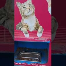 街中にキャットフードの自販機