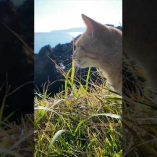 猫島の港で出会った猫と一緒に崖っぷちの小さな祠へ行ってきた