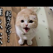 深夜に「犬がいない！」と大声で夜泣きしちゃう猫がこちらです