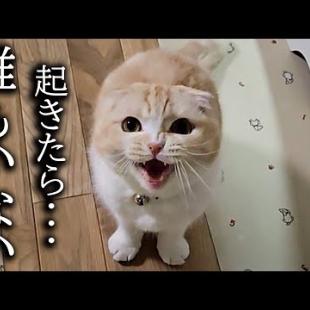 深夜に「犬がいない！」と大声で夜泣きしちゃう猫がこちらです