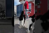 島のフェリー切符売り場界隈のチョビ髭猫ちゃんがかわい過ぎる #猫