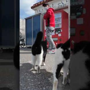 島のフェリー切符売り場界隈のチョビ髭猫ちゃんがかわい過ぎる #猫