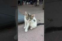 🎯 Little Kitten: Love Me #short #kitten #cat #catlove #cute #animals
