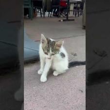 🎯 Little Kitten: Love Me #short #kitten #cat #catlove #cute #animals