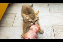 БАРХАННЫЕ КОТЯТА ВЫПРАШИВАЮТ МЯСО / Обзор Roborock Qrevo C