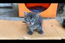 🐱 Little Cats Left on the Street Are Looking for Their Mothers… Tender Moments Warm Hearts 😿