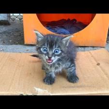 🐱 Little Cats Left on the Street Are Looking for Their Mothers… Tender Moments Warm Hearts 😿