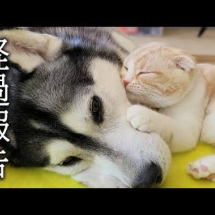 体調を崩したハスキー犬の様態について...