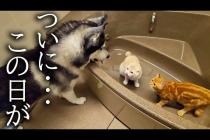 お風呂で遊ぶ子猫達を発見したハスキー犬がまさかの...
