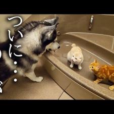 お風呂で遊ぶ子猫達を発見したハスキー犬がまさかの...