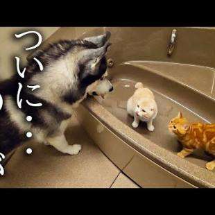 お風呂で遊ぶ子猫達を発見したハスキー犬がまさかの...