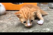 🐾💔 Where Are You, Mom? The Heartwarming Quest of Hungry Kittens!