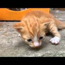 🐾💔 Where Are You, Mom? The Heartwarming Quest of Hungry Kittens!