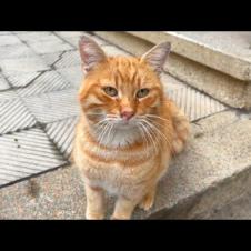 Orange male cat waits for me to say "eat son" to eat