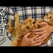 犬を預けたら子猫が大泣きして抱きついてきました...