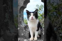 丘の上の神社にいた猫がかわいすぎた