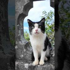 丘の上の神社にいた猫がかわいすぎた