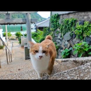猫島の神社に神社前で出会った猫と一緒に参拝してきた