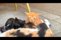 🐾💕 Little Paws in a Milk Drinking Race – They Run to Mother!