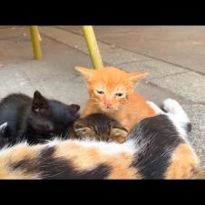 🐾💕 Little Paws in a Milk Drinking Race – They Run to Mother!