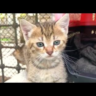 😺🏃‍♂️💫 Run, Jump, Skip! The Kittens' Endless Wrestling Energy