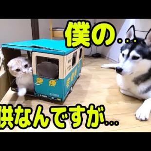 育てた子猫に構ってもらえず拗ねちゃったハスキー犬…