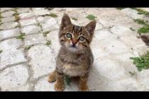 🤣🐾 Meet Europe's Playfulest Cat – You'll Laugh Out Loud!