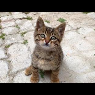 🤣🐾 Meet Europe's Playfulest Cat – You'll Laugh Out Loud!