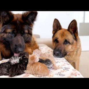 German Shepherd Dogs Refuse to Leave Baby Kittens Alone!