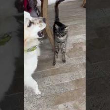 Friendly dog ​​finally manages to befriend cat #shortsvideo #cat #cats #kitten #dog #cute