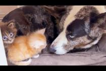 ПУМЫЧ ИГРАЕТ С ХВОСТОМ / Мейн-кун Мурка родила / Котята заняли лежанку Фроста / Минипиг завис