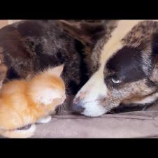 ПУМЫЧ ИГРАЕТ С ХВОСТОМ / Мейн-кун Мурка родила / Котята заняли лежанку Фроста / Минипиг завис