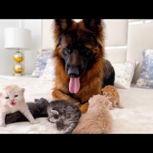 German Shepherd is Confused by the Meowing of a Tiny Kittens