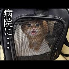 子猫が頭を怪我してしまい病院に緊急搬送しました...