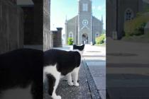 潜伏キリシタン猫!? 神聖すぎるミサへの道