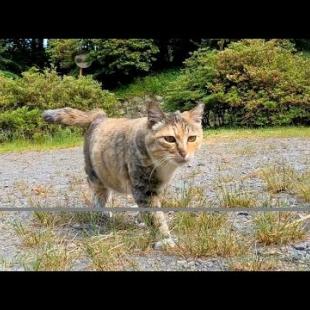 広場で三毛猫がトコトコとモフられにきた