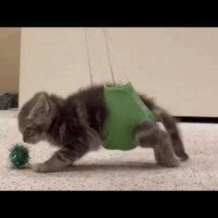 Rescued Kitten Who Was Unable To Use Her Back Legs Become So Sweet