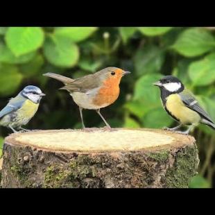 Catflix 4K : Birds and Bird Sounds - Videos for Cats and People to Watch