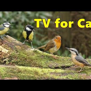Cat TV ~ Ultimate Bird Watching Videos for Cats ⭐ 8 HOURS ⭐