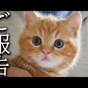 【ご報告】突然ですが家族が増えました...