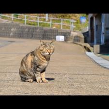 感動猫動画 のライブ配信