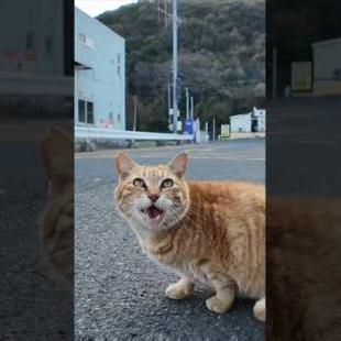 #ImpressedCatVideo #catisland #Cat